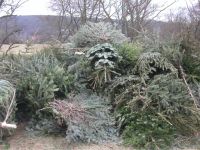 Weihnachtsbaum Verbrennung 2007 04